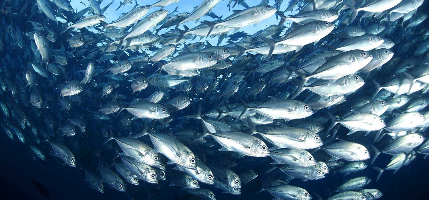 Почему численность промысловых растительноядных рыб